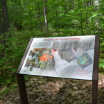 Hartwick Pines State Park Keeping Forest Healthy