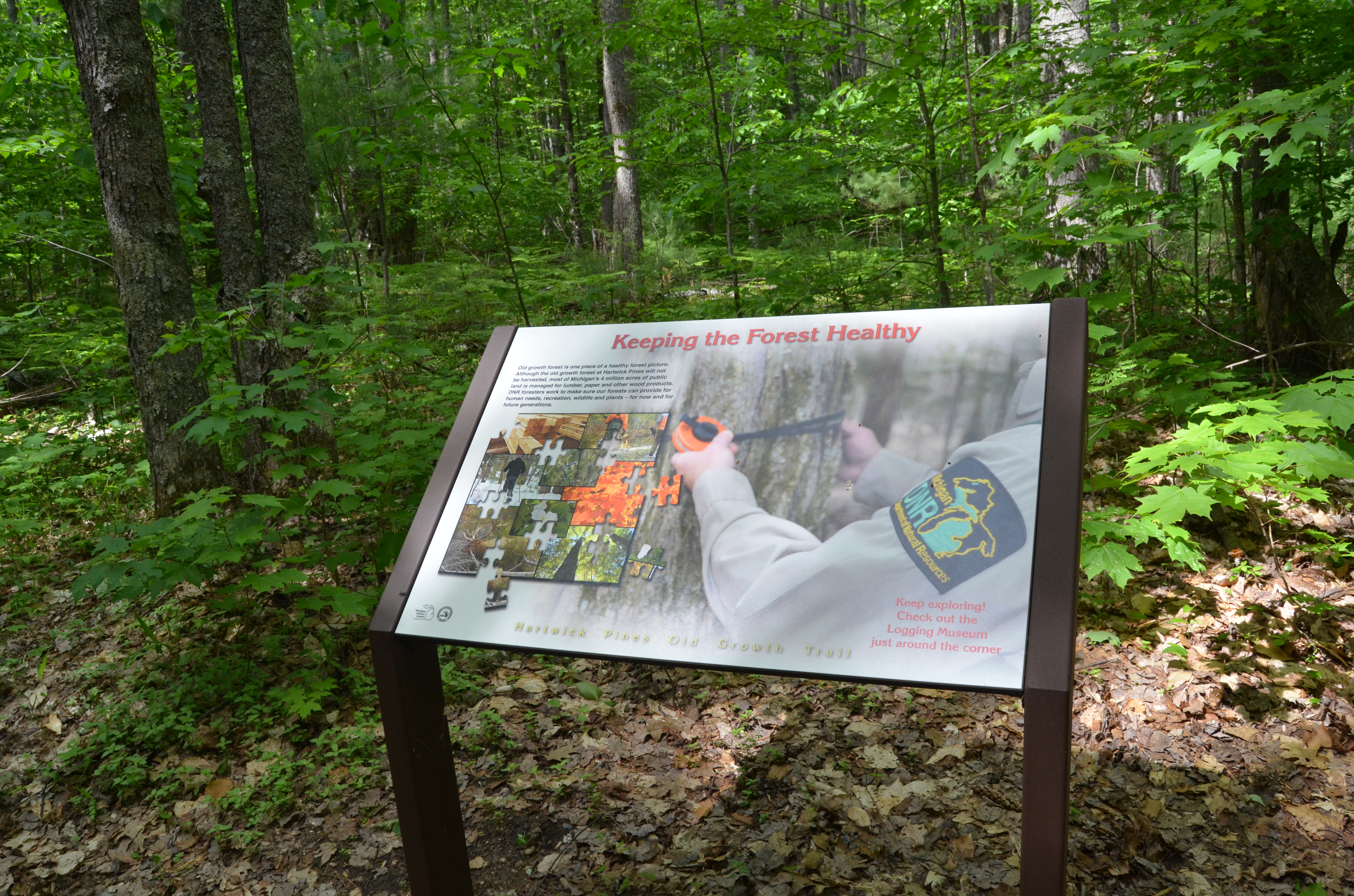 Hartwick Pines State Park Keeping Forest Healthy