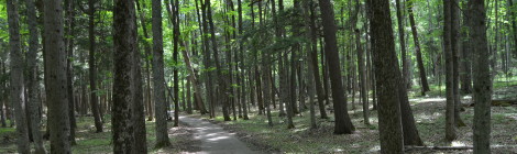 Photo Gallery Friday: Hartwick Pines State Park, Grayling