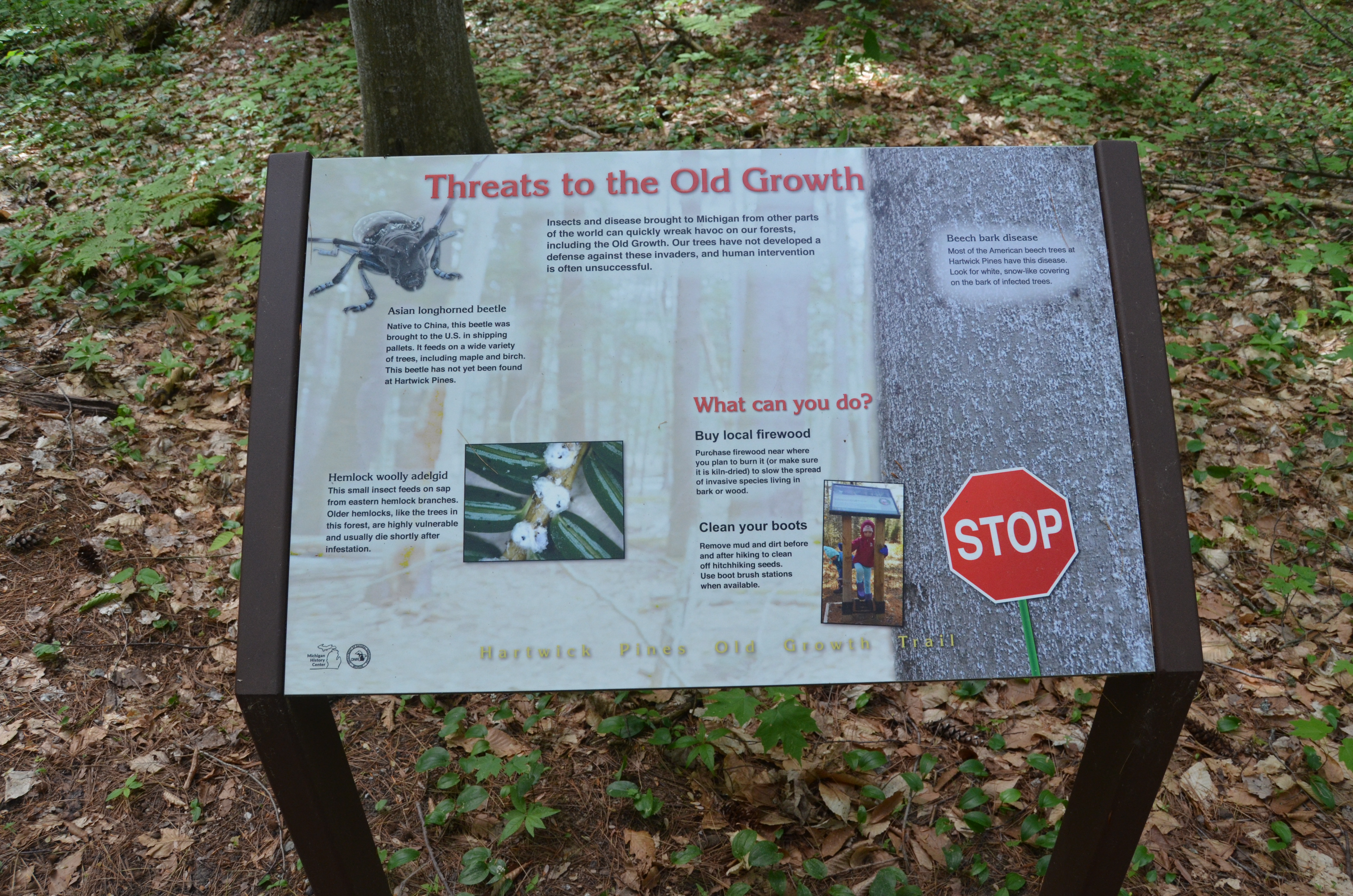 Hartwick Pines State Park Threats to Forest