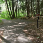 Hartwick Pines State Park Trail Intersection Forest