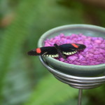 Butterflies Are Blooming Frederik Meijer Gardens 2019