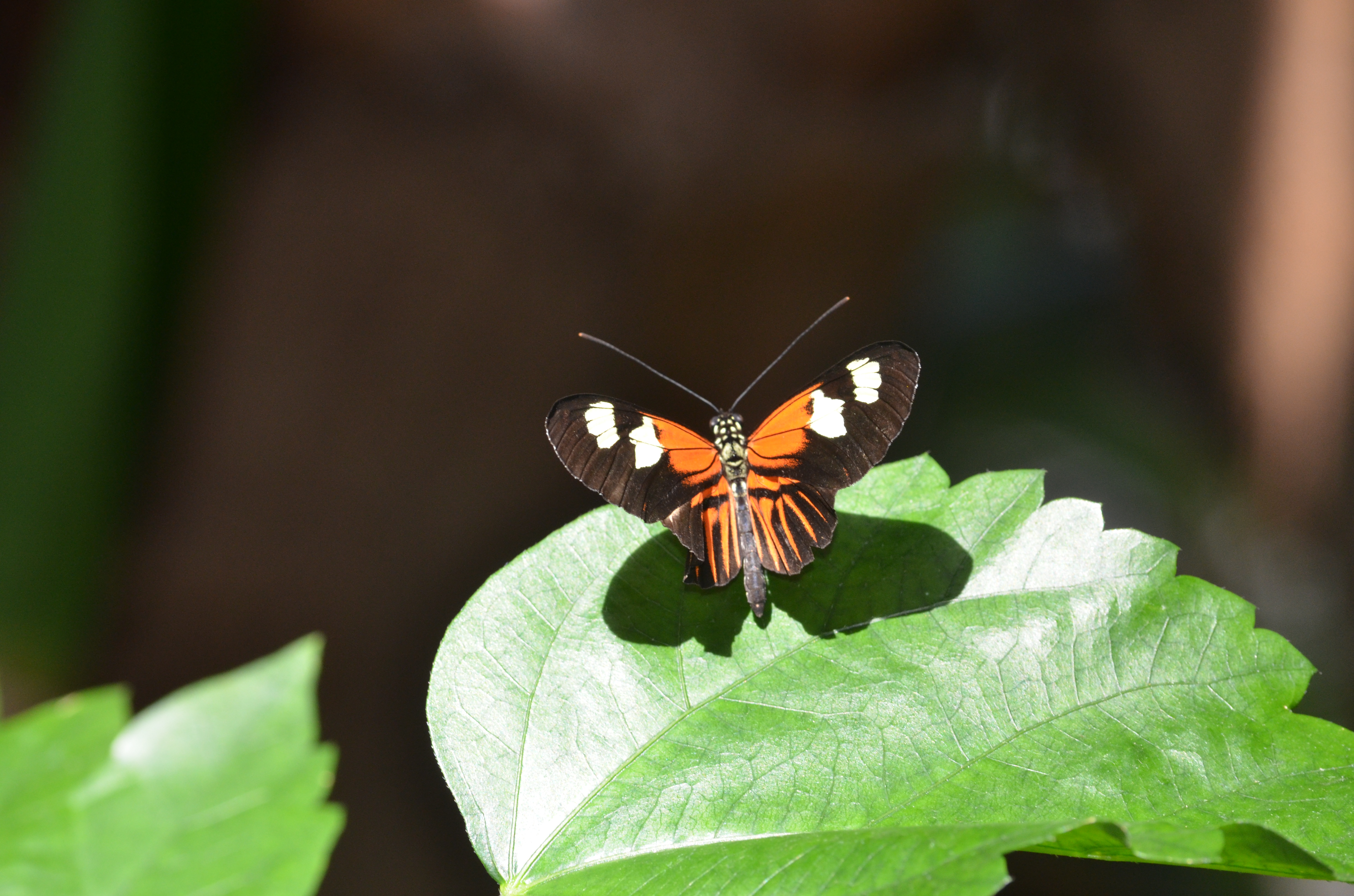 Butterflies Are Blooming Frederik Meijer Gardens 2019 C