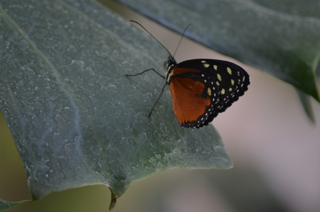Butterflies Are Blooming Frederik Meijer Gardens 2019 H