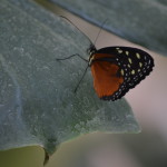 Butterflies Are Blooming Frederik Meijer Gardens 2019 H