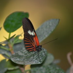Butterflies Are Blooming Frederik Meijer Gardens 2019 I