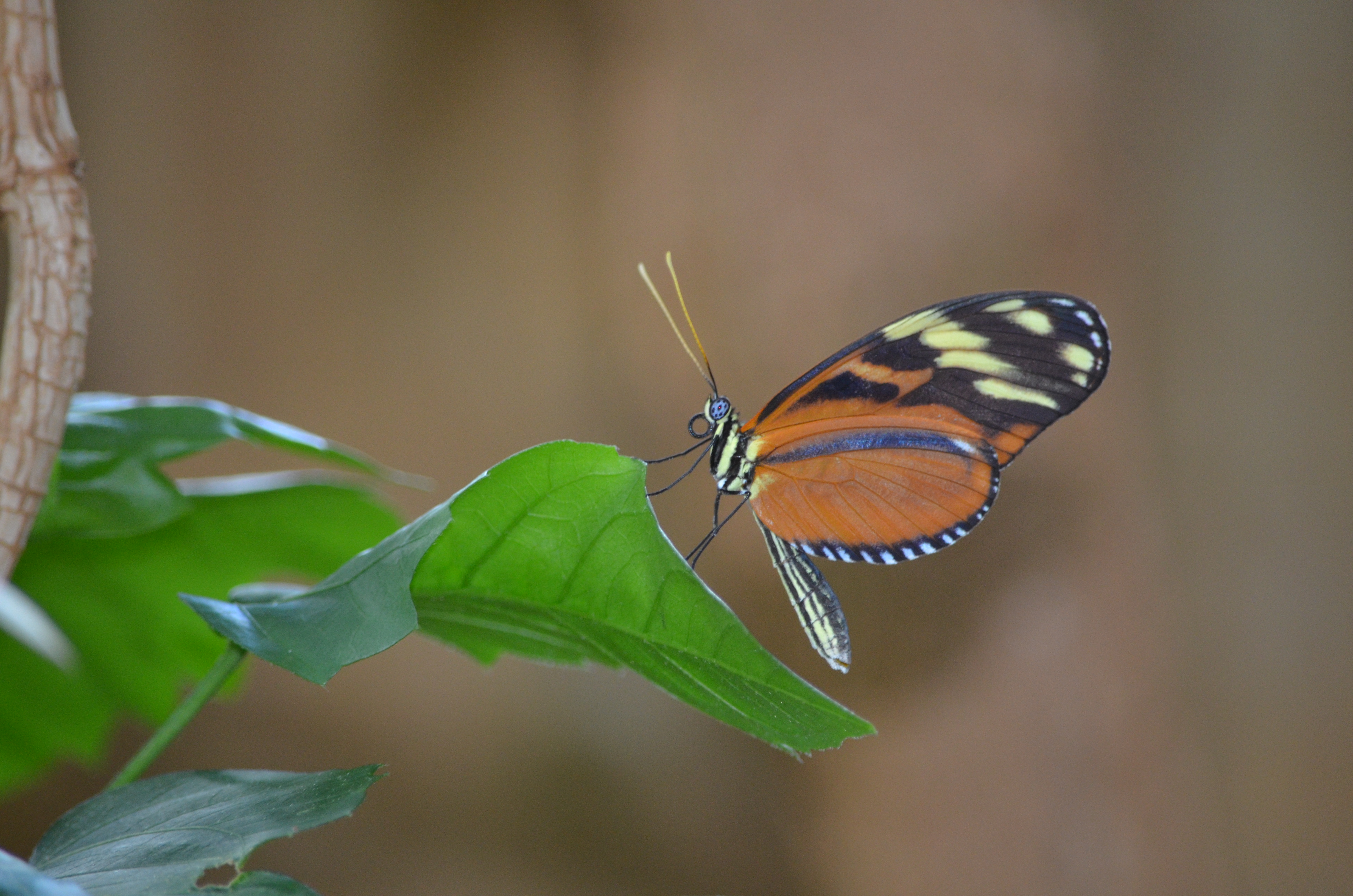 Frederik Meijer Gardens Butterfly Exhibit All information about