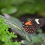 Butterflies Are Blooming Frederik Meijer Gardens 2019 K