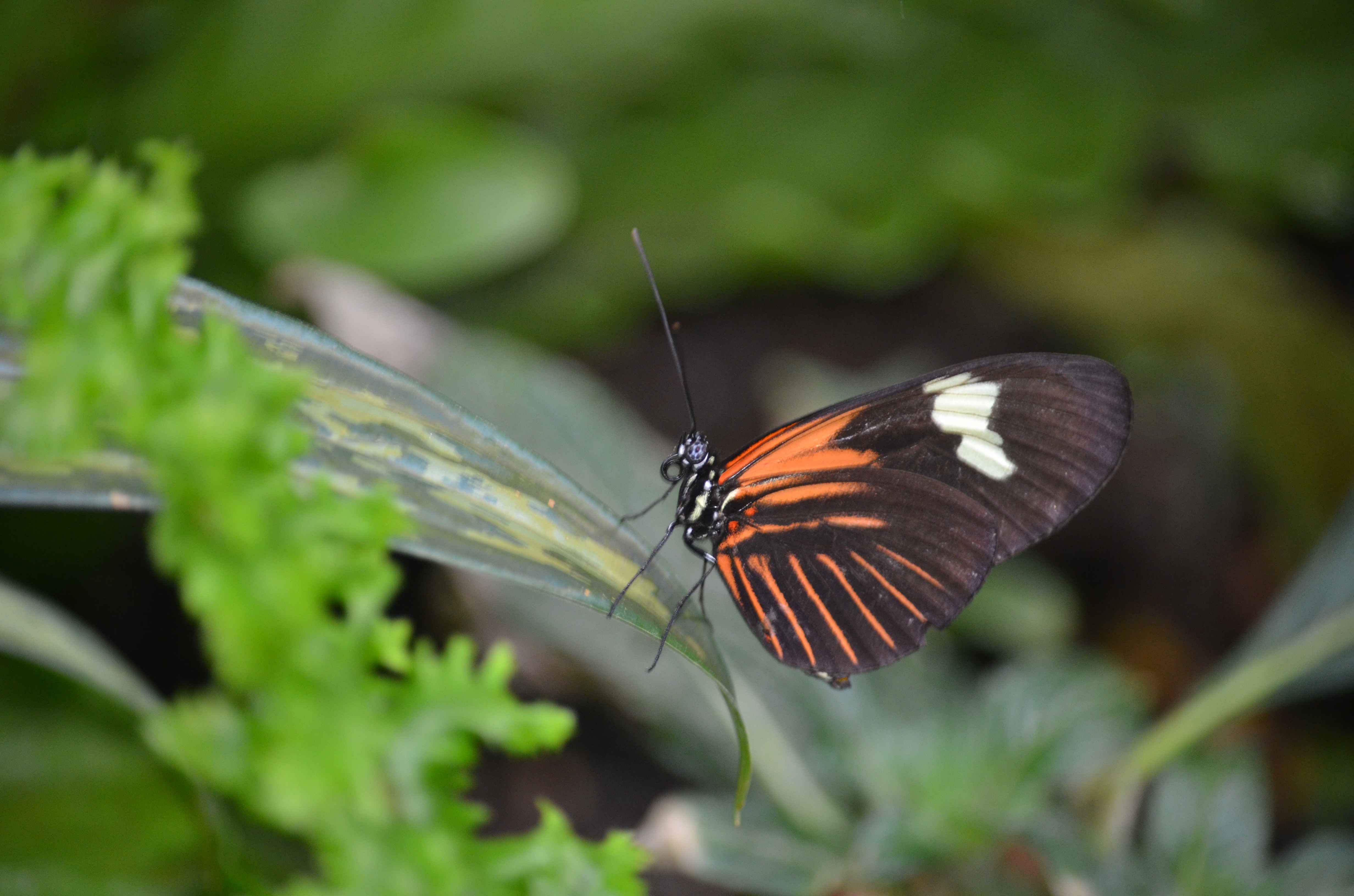 Butterflies Are Blooming Frederik Meijer Gardens 2019 K