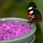 Butterflies Are Blooming Frederik Meijer Gardens 2019 L