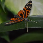 Butterflies Are Blooming Frederik Meijer Gardens 2019 N