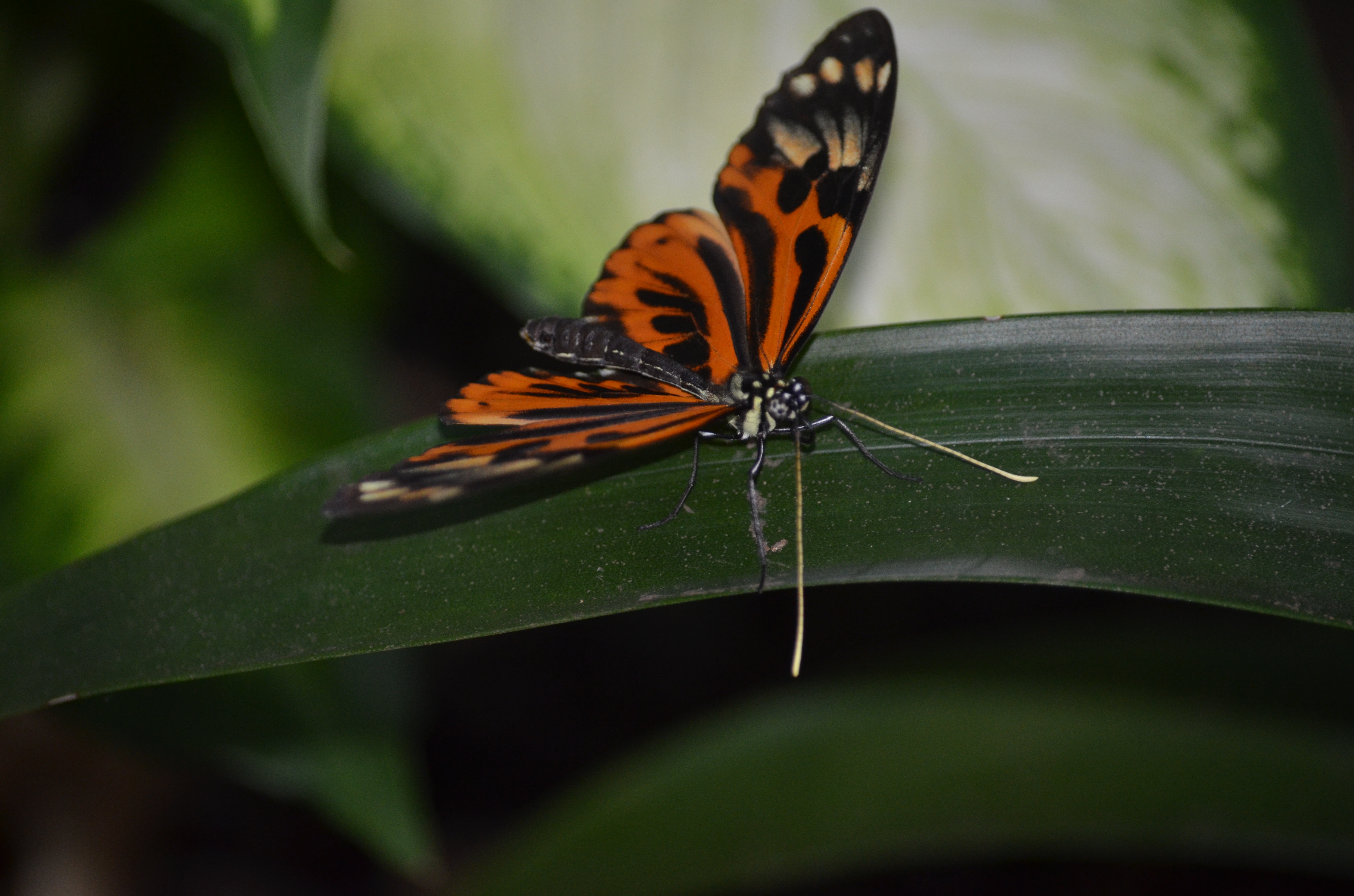 Butterflies Are Blooming Frederik Meijer Gardens 2019 N