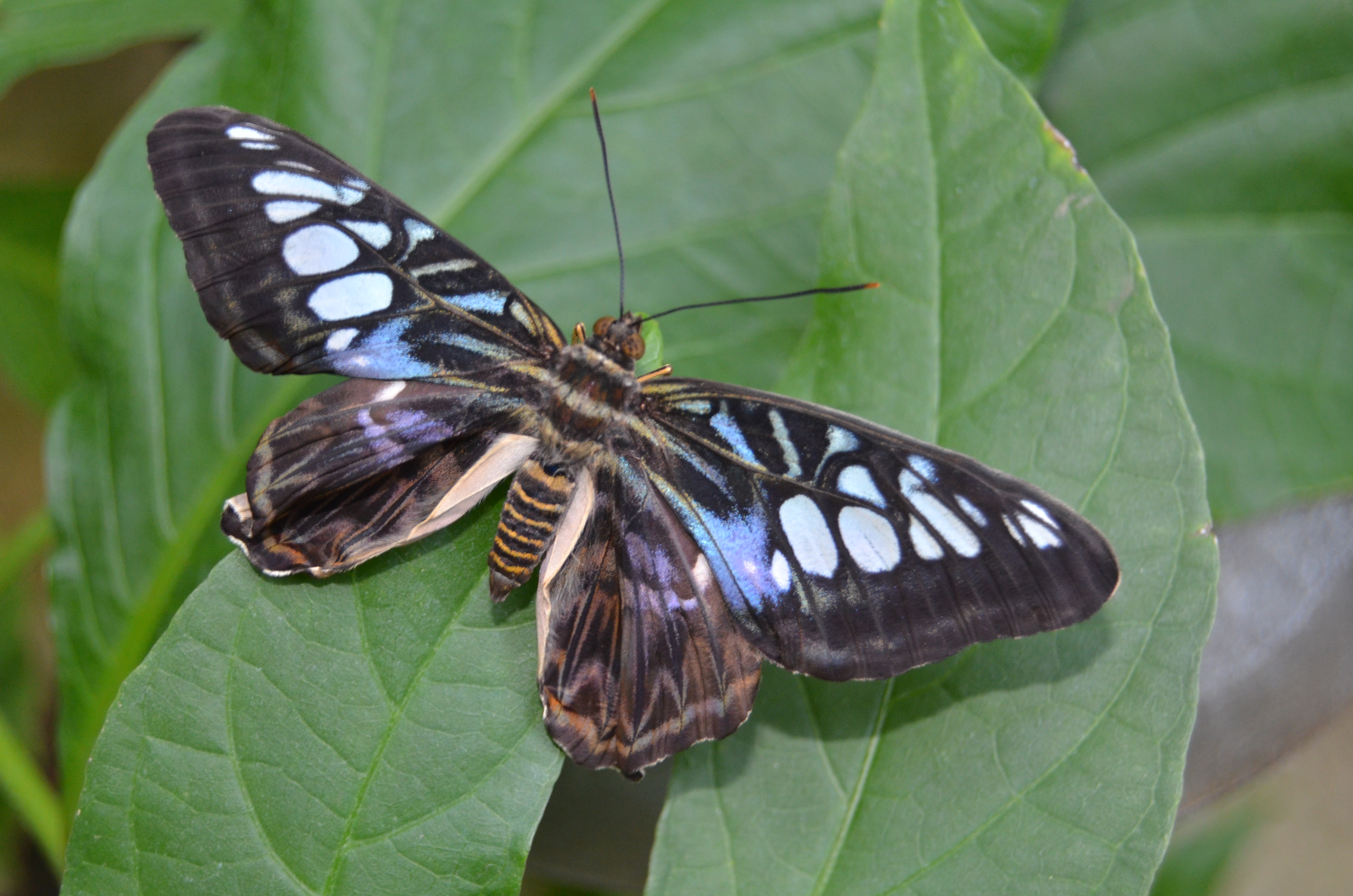 Butterflies Are Blooming Frederik Meijer Gardens 2019 Q