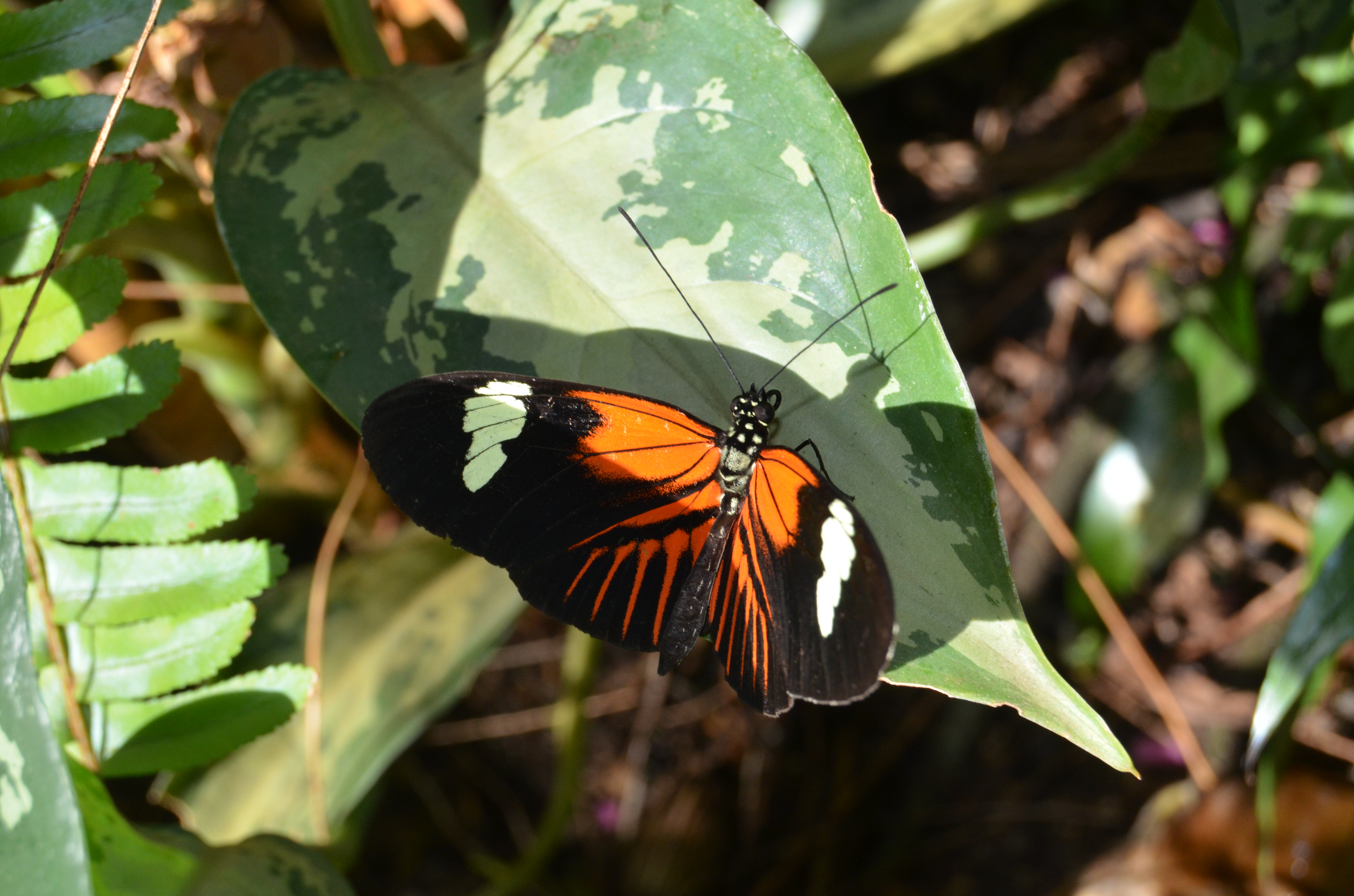 Butterflies Are Blooming Frederik Meijer Gardens 2019 R