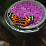 Butterflies Are Blooming Frederik Meijer Gardens 2019 T