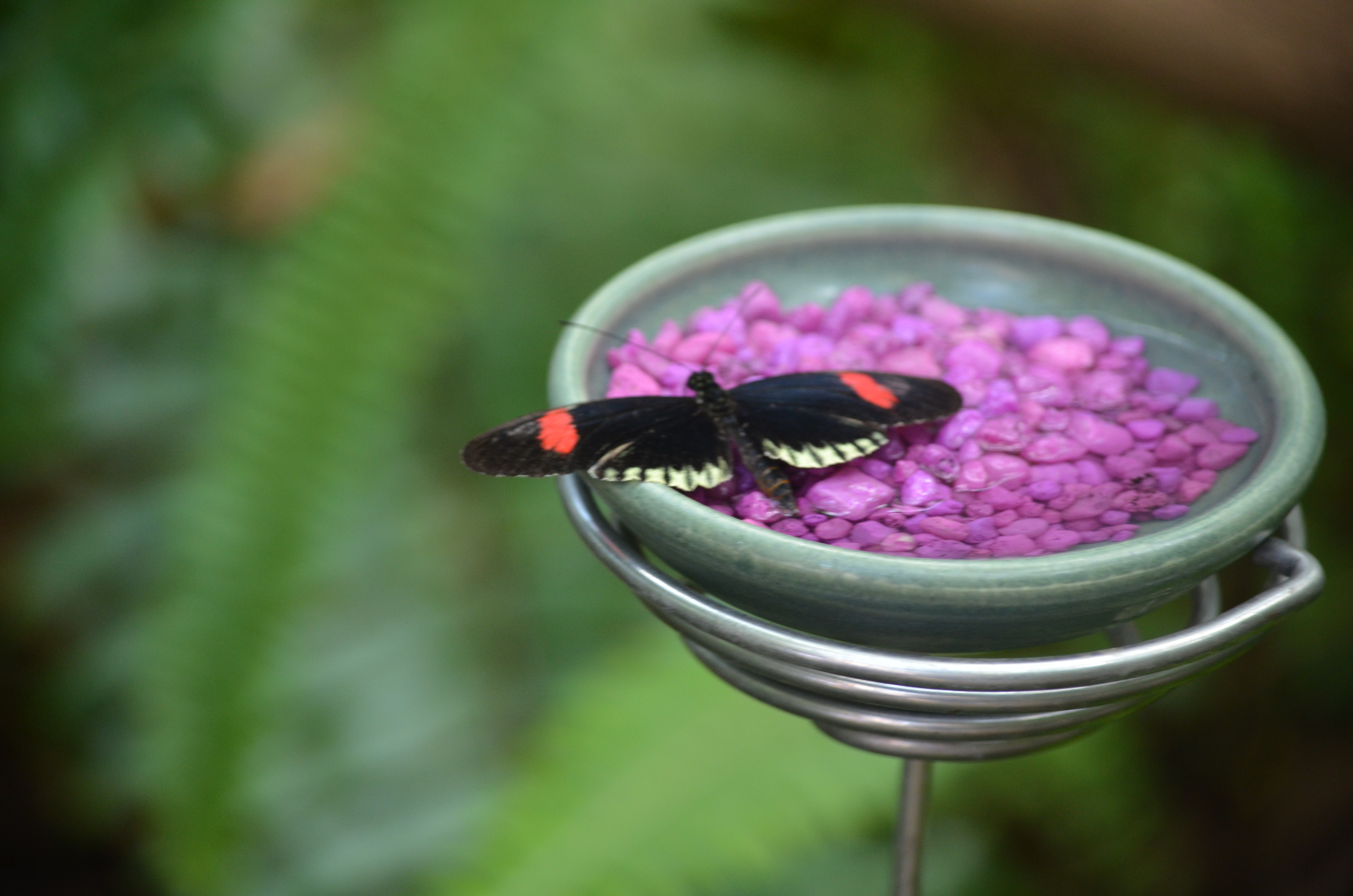 Butterflies Are Blooming Frederik Meijer Gardens 2019