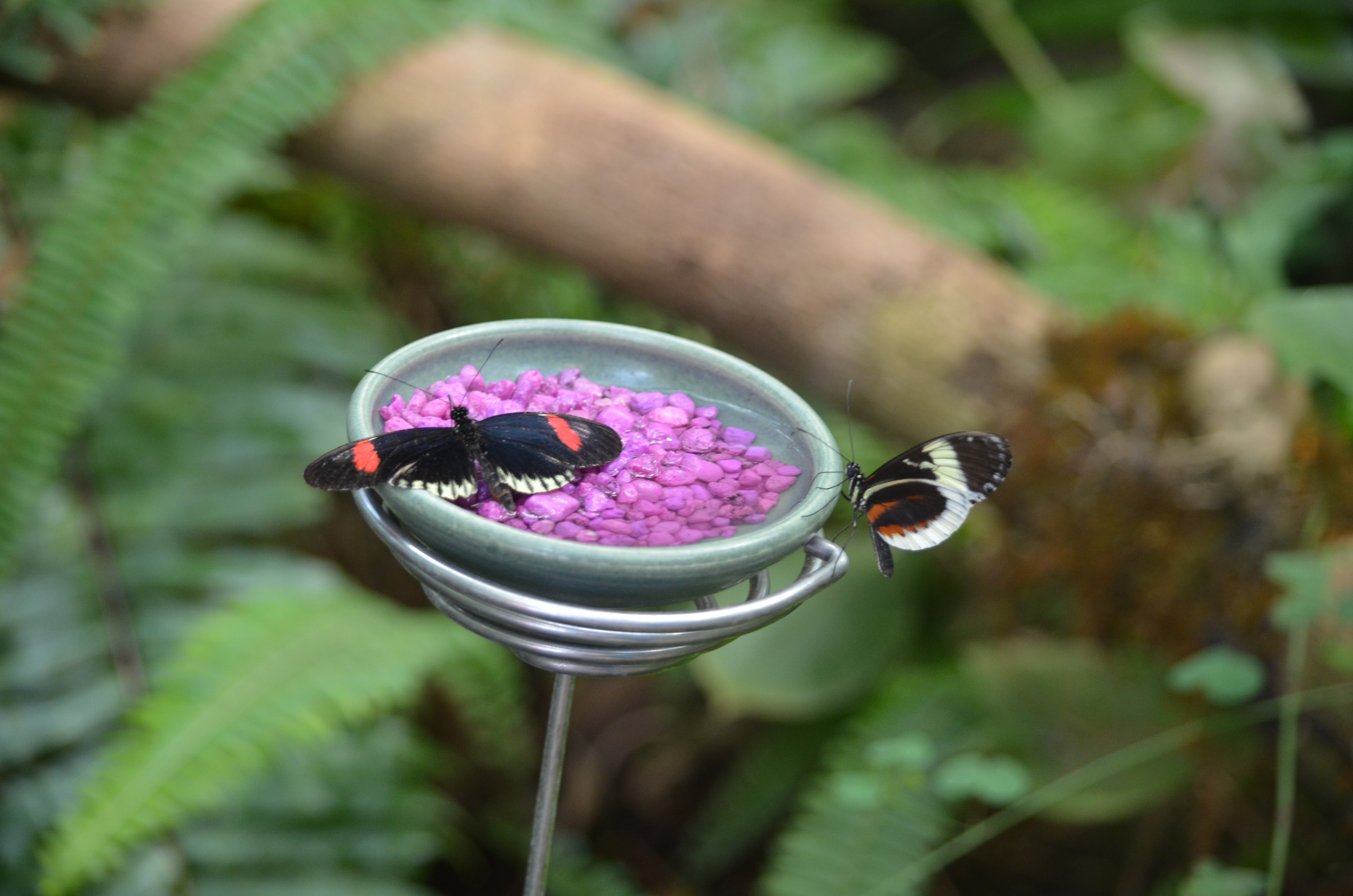 Butterflies are Blooming Frederik Meijer Gardens 2019 B