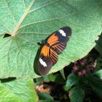 Butterflies Are Blooming Postman Butterfly