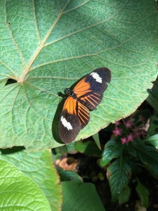 Butterflies Are Blooming Postman Butterfly