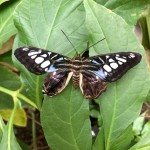 Butterflies Are Blooming 2019 Meijer Gardens