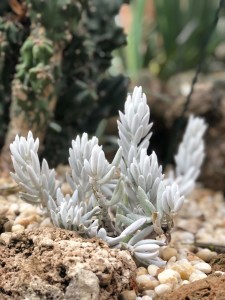 Anna Scripps Whitcomb Conservatory White Cactus