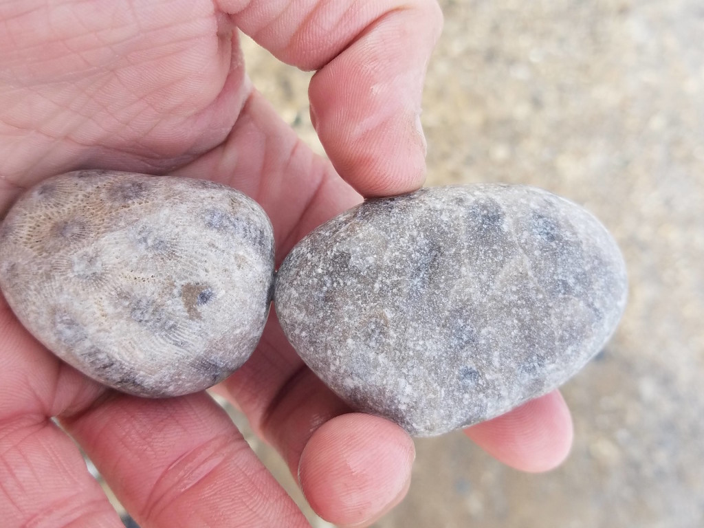Petoskey Stone Hunting 10 Beaches Where You Can Find Michigan's State Stone Travel the Mitten