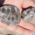 Petoskey Stone Hunting: 10 Beaches Where You Can Find Michigan’s State Stone