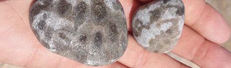 Petoskey Stone Hunting: 10 Beaches Where You Can Find Michigan's State Stone