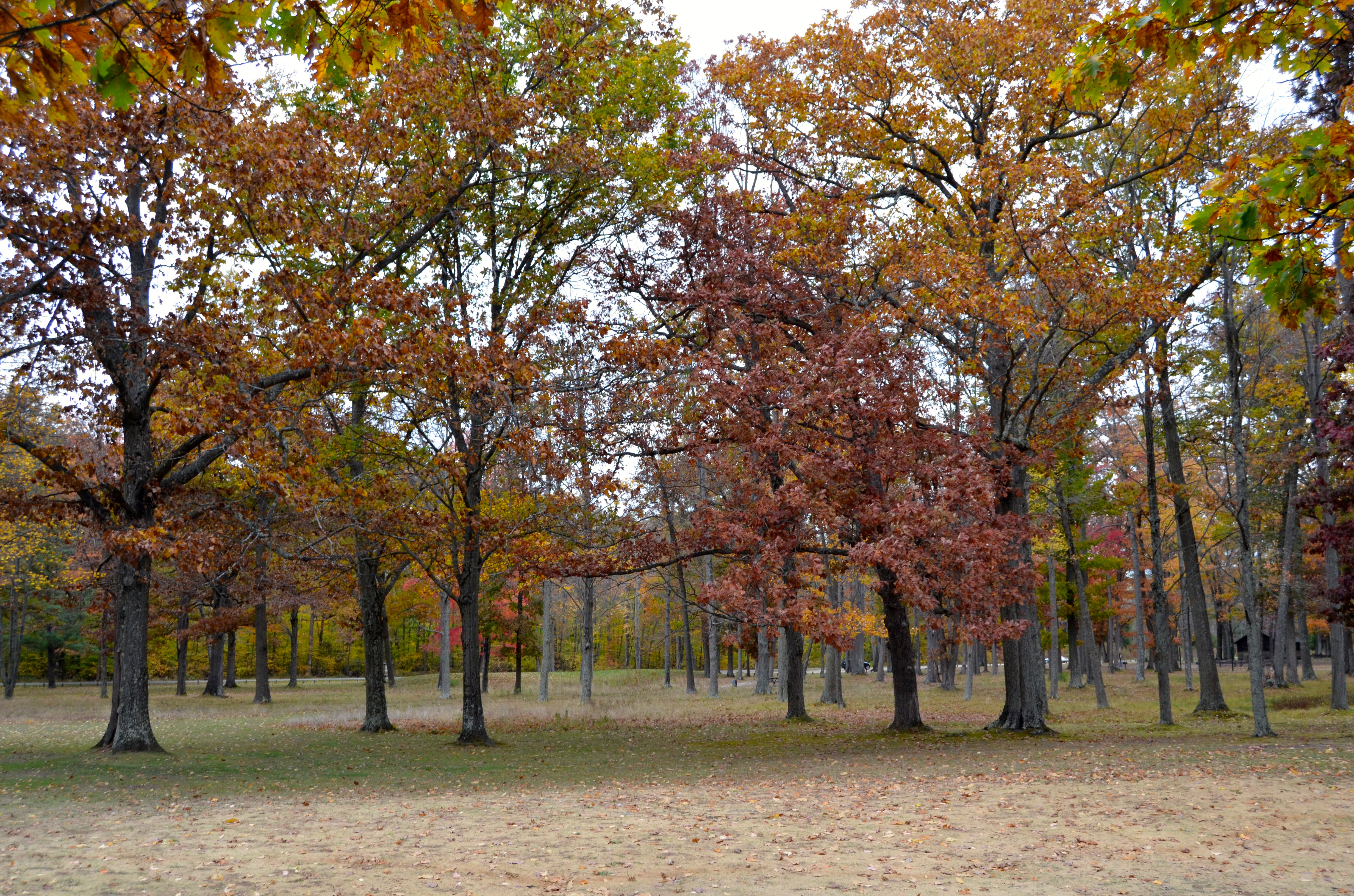 Kent County Fall Color Tour Long Lake Park Trees