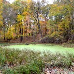 Kent County Fall Color Tour Seidman Park Swamp