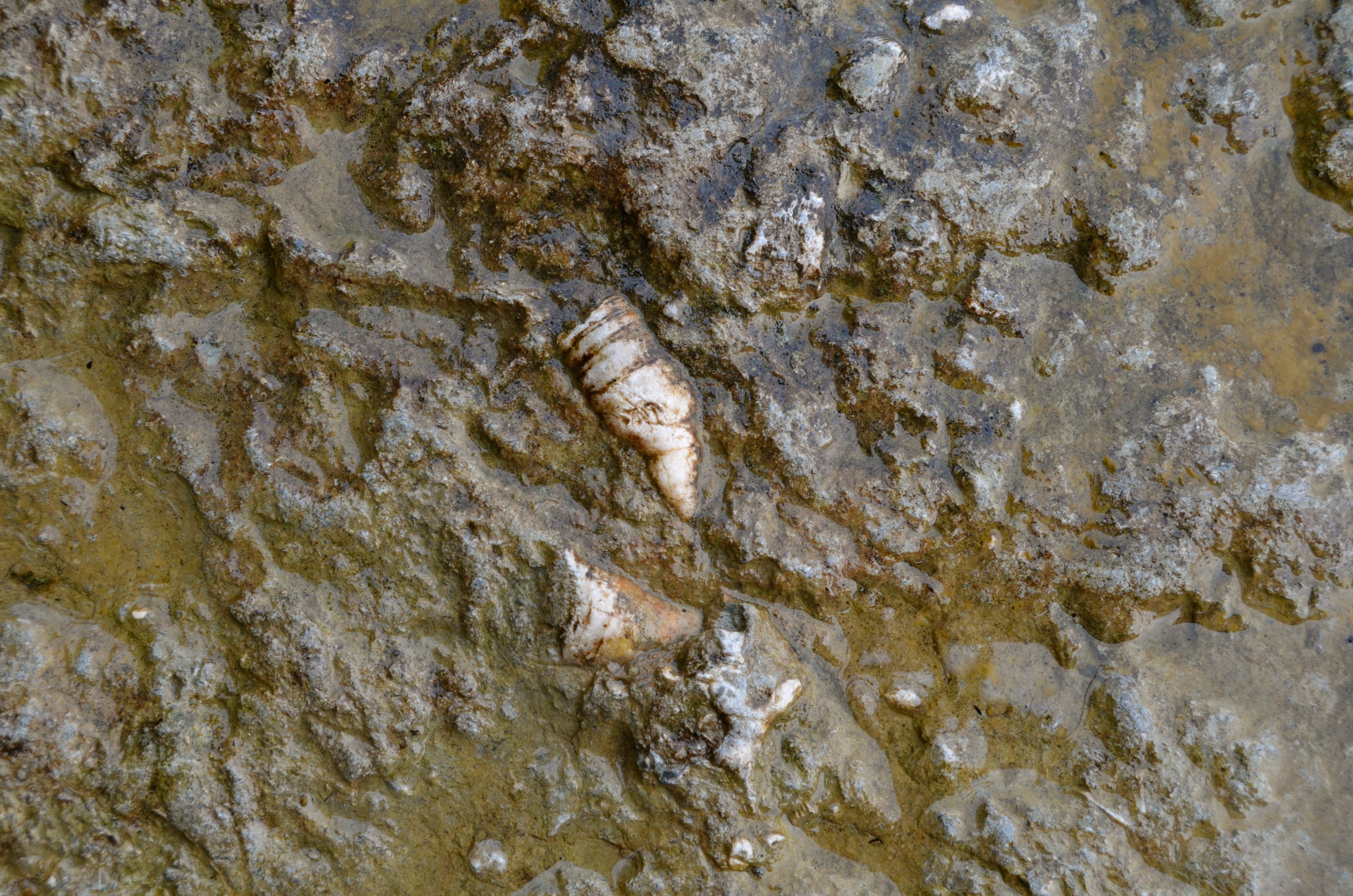 Fossil Ledges detail, Drummond Island, September