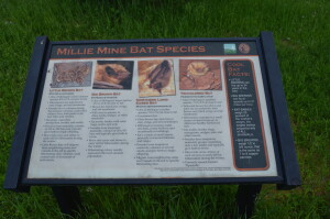 Millie Hill Bat Viewing Michigan Bat Species