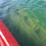 Kayaking over the "Silver Spray" shipwreck, Drummond Island, September