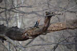 Kent County Parks Two Rivers Greenspace Woodpecker