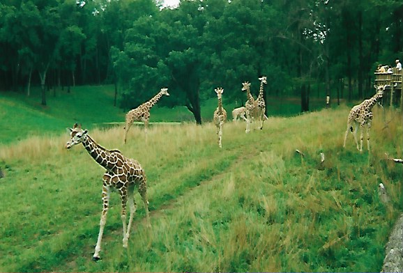 1999Binder Park Zoo, Battle Creek