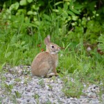 Awakon Park Onaway Michigan Bunny Rabbit
