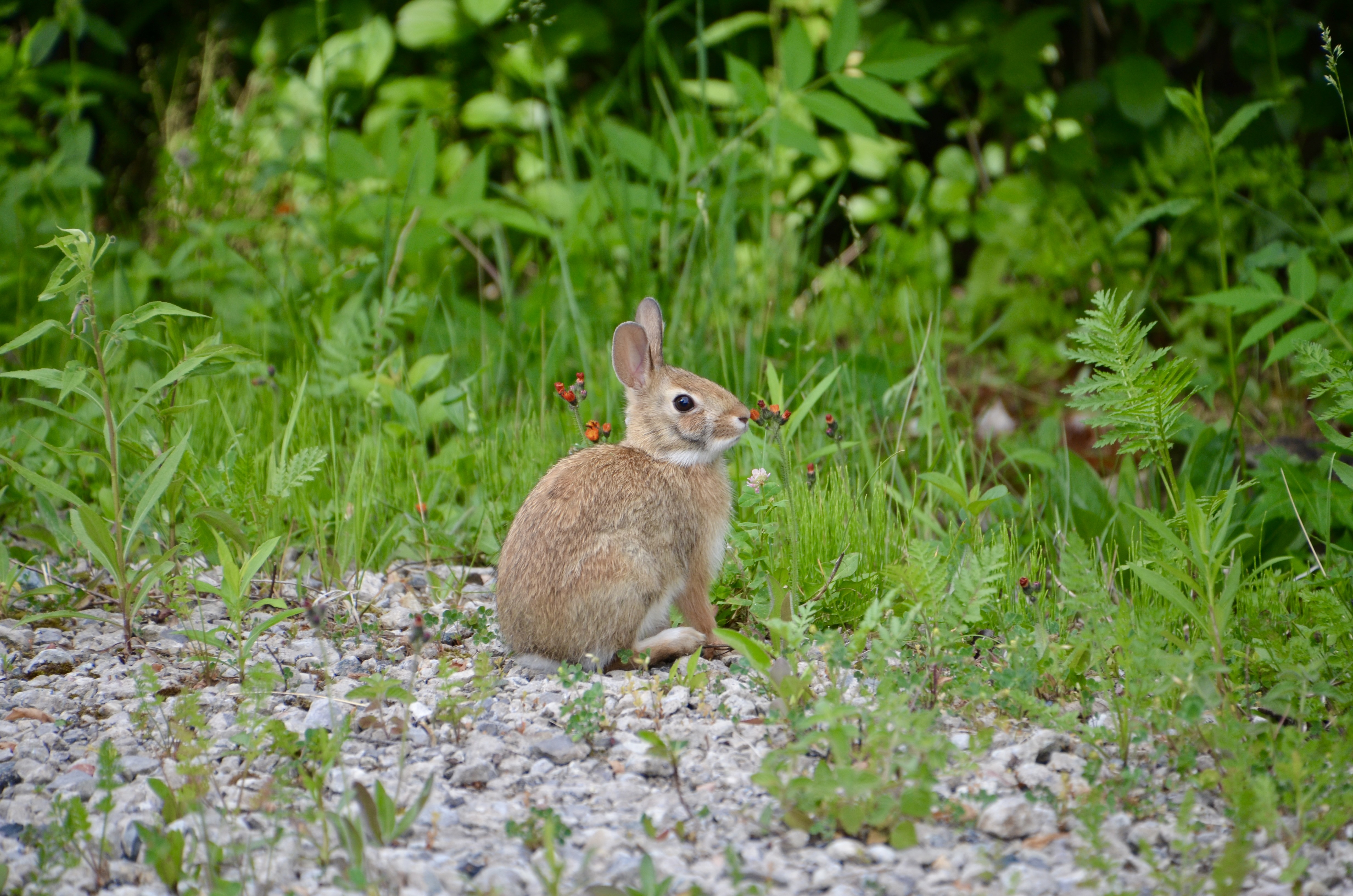 Awakon Park Onaway Michigan Bunny Rabbit