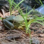Dow Gardens Midland Michigan Frog Whiting Forest