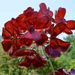 Dow Gardens Midland Michigan Rose Art Glass