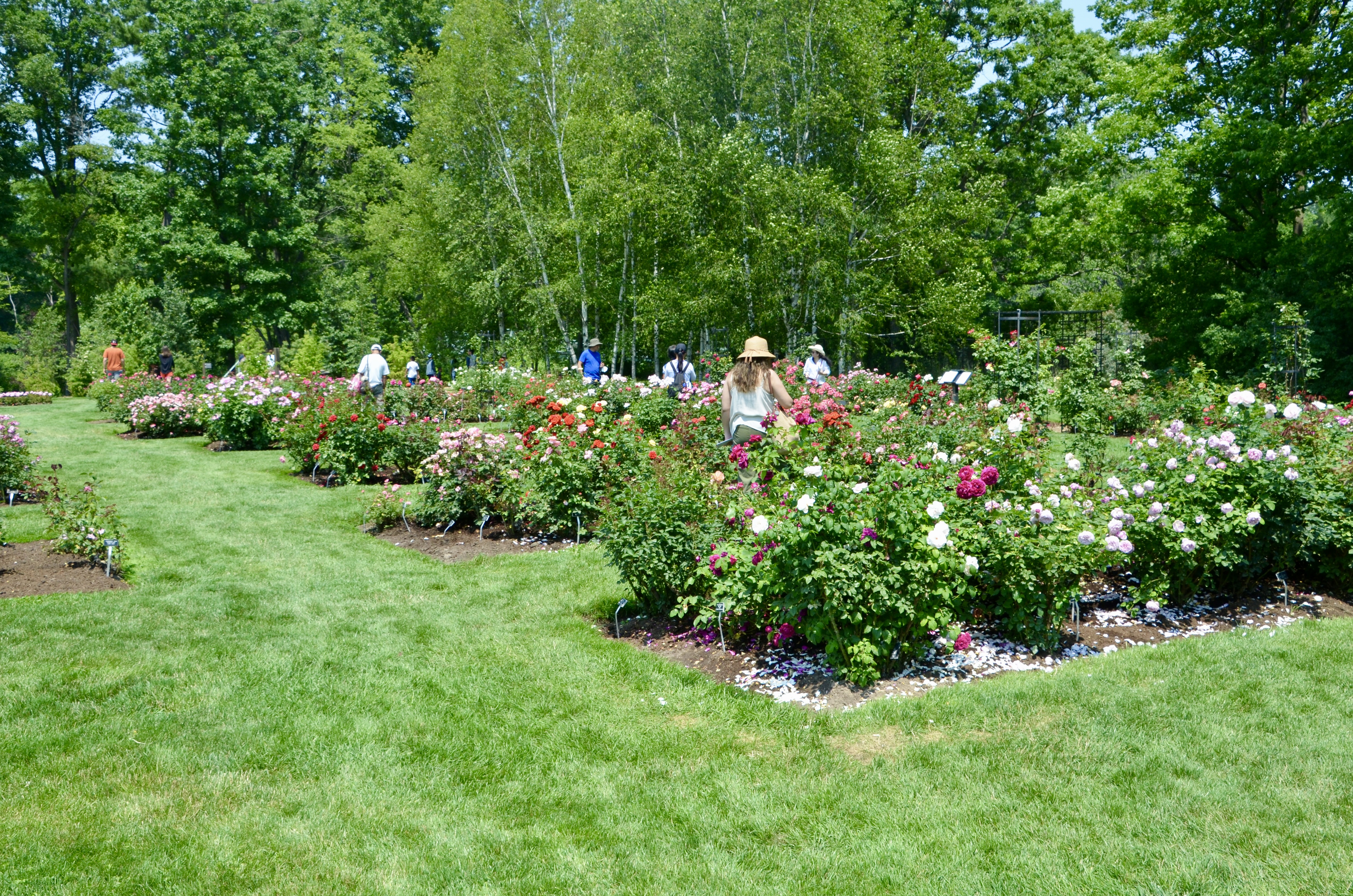 Dow Gardens Midland Michigan Rose Gardens