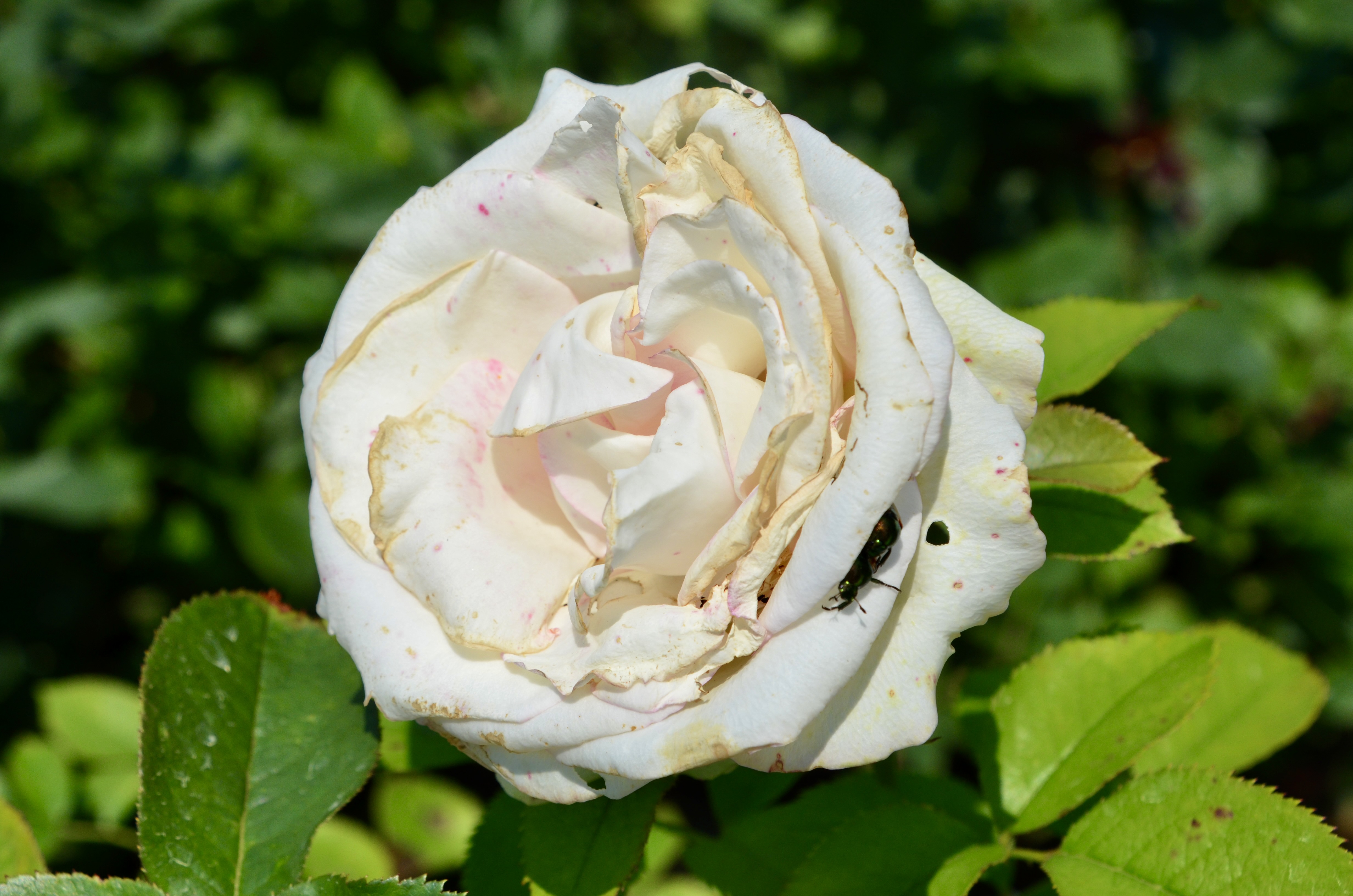 Dow Gardens Midland Michigan White Rose Close Up