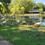 Kellogg Bird Sanctuary Augusta Michigan Geese Swans