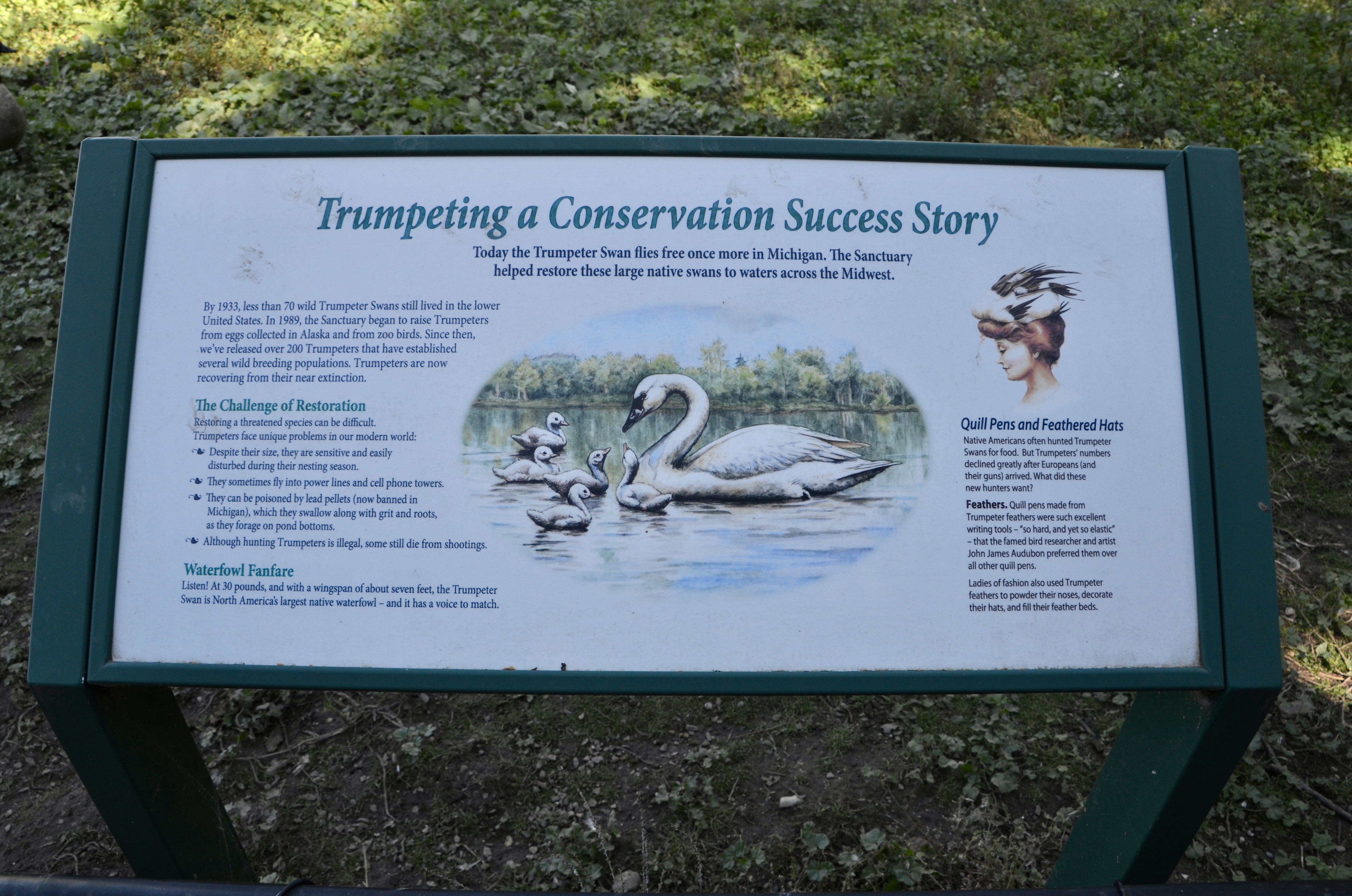 Kellogg Bird Sanctuary Augusta Michigan Trumpeter Swan Information