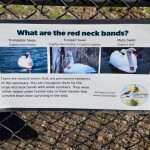 Kellogg Bird Sanctuary Banded Swan Information