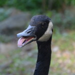 Kellogg Bird Sanctuary Canada Goose Laughing