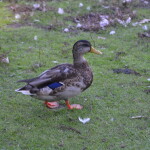 Kellogg Bird Sanctuary Duck