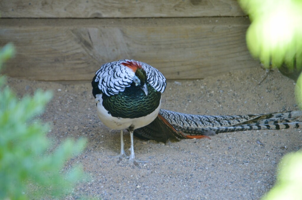 Kellogg Bird Sanctuary Fancy Pheasant