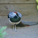 Kellogg Bird Sanctuary Fancy Pheasant