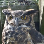 Kellogg Bird Sanctuary Great Horned Owl