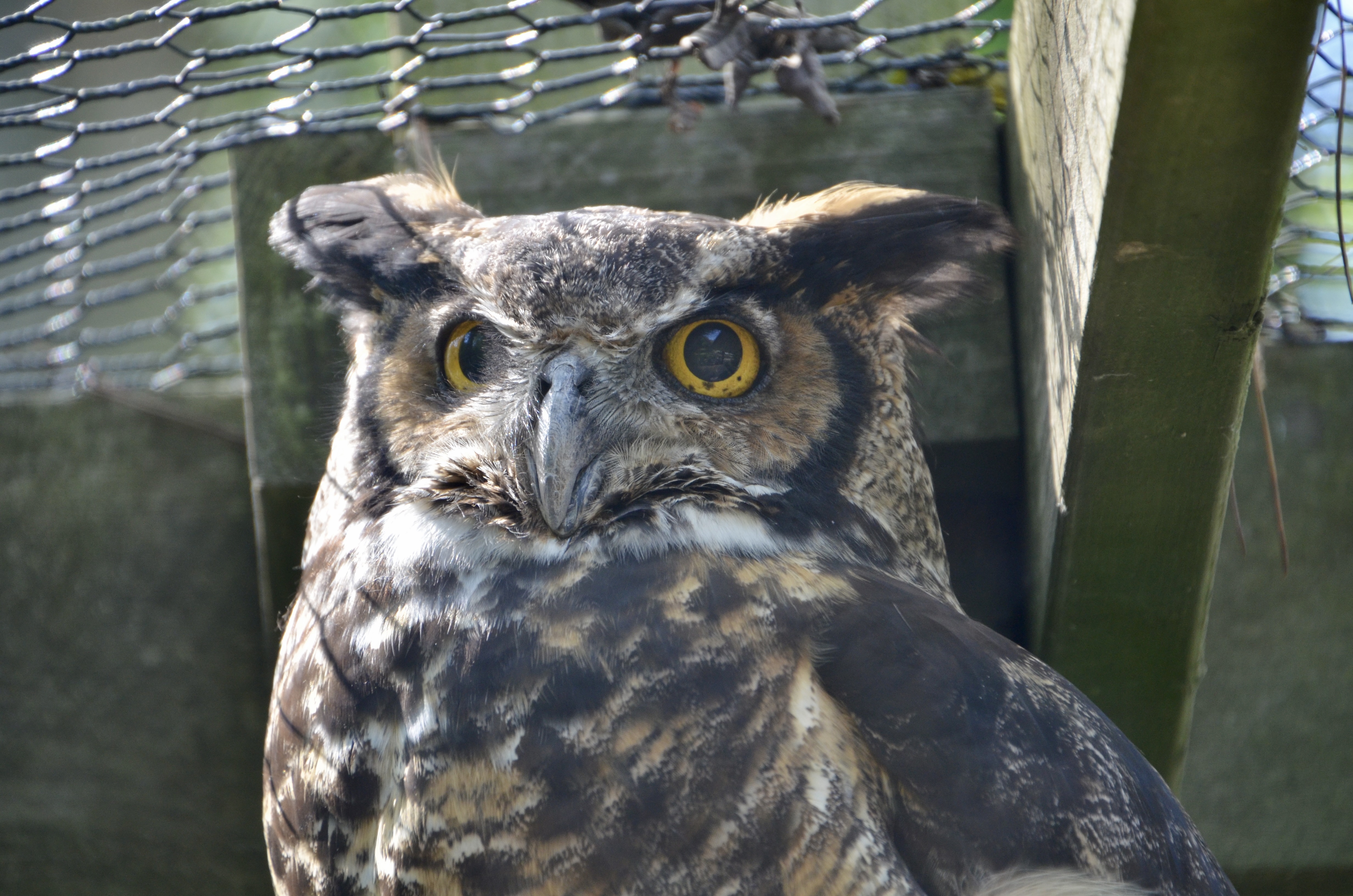 Kellogg Bird Sanctuary Great Horned Owl